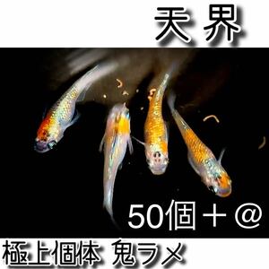 【ご購入翌日までに京都から発送】天界 メダカの卵☆50個＋@ 極上個体 鬼ラメ☆