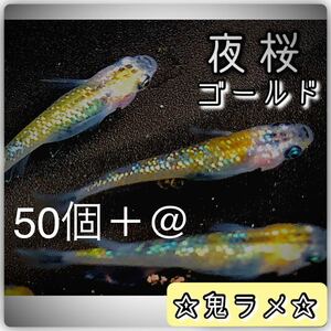 【ご購入翌日までに京都から発送】夜桜ゴールド 卵 50個＋@☆しっかり濃いラメ☆とても綺麗な鬼ラメの親メダカ☆