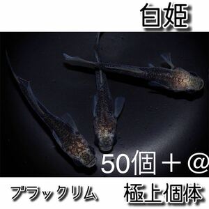 【ご購入翌日までに京都から発送】白姫★極上個体★メダカの卵 ☆50個＋@☆ブラックリム★