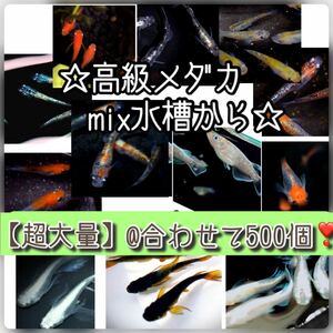 【ご購入翌日までに京都から発送】高級メダカmix水槽からの卵★480個+@で500個★混泳水槽からになります★メダカの卵★