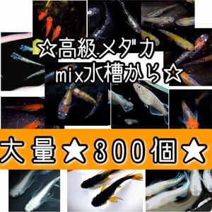 【ご購入翌日までに京都から発送】高級メダカmix水槽からの卵★280個+@で300個★混泳水槽からになります★メダカの卵★