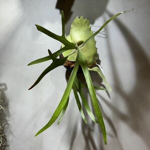ビカクシダ ベイチー グリーン 子株付き Patycerium veitchii green ビーチーグリーン【PlantsLinks】の画像1