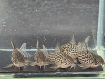 金魚家【ラージスポットアラグアイエンシス】【4.5cm～5.0cm】【5匹】【鹿児島県陸送発送】【翌日着地区限定】【商品説明要確認】_画像1