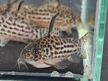 金魚家【ラージスポットアラグアイエンシス】【4.5cm～5.5cm】【5匹】【鹿児島県陸送発送】【翌日着地区限定】【商品説明要確認】_画像8