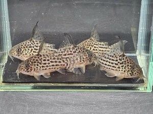 金魚家【ラージスポットアラグアイエンシス】【5.0cm～5.5cm】【5匹】【鹿児島県陸送発送】【翌日着地区限定】【商品説明要確認】