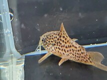 金魚家【ガラナI】【3.0cm】【3匹】【鹿児島県陸送発送】【翌日着地区限定】【商品説明要確認】_画像7