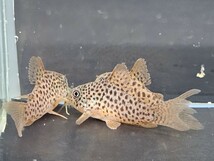 金魚家【ガラナI】【3.0cm】【3匹】【鹿児島県陸送発送】【翌日着地区限定】【商品説明要確認】_画像5