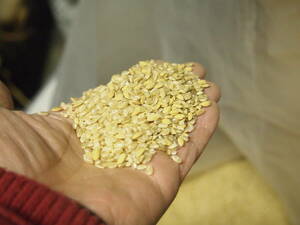 令和4年　屑米　古米　14キロ　飼料米