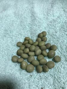 東北限定の枝豆の品種　毛豆の種　30粒♪