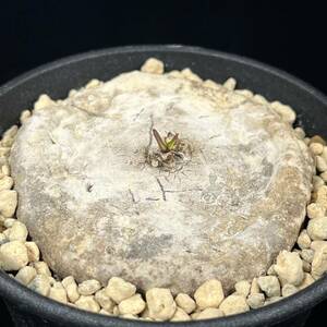 《PW》ブラキステルマ“プロカモイデス,Brachystelma plocamoides”塊根 コーデックス 多肉植物