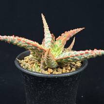 《PW》アロエ“Aloe hyb.[DW-1]”多肉植物_画像2