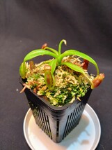 【EP】Nepenthes x Trusmadiensis EP 食虫植物 ネペンテス　ウツボカズラ 山野草_画像4