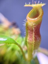 【BCP】Nepenthes jamban x N. harryana Kinabalu seedgrown Yasuhide Nakagawa cross ID#N2500-00 N ウツボカズラ ネペンテス 食虫植物_画像2