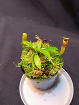 【BCP】Nepenthes jamban x N. harryana Kinabalu seedgrown Yasuhide Nakagawa cross ID#N2500-00 N ウツボカズラ ネペンテス 食虫植物_画像4