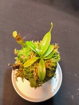 【BCP】Nepenthes jamban x N. harryana Kinabalu seedgrown Yasuhide Nakagawa cross ID#N2500-00 N ウツボカズラ ネペンテス 食虫植物_画像8