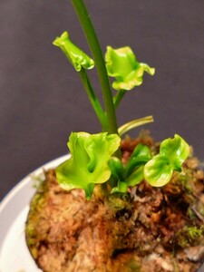 【BCP】Dionaea muscipula 'BCP clones aka Bastard Werewolf' [BCP # 1948-63] ハエトリソウ 食虫植物 山野草