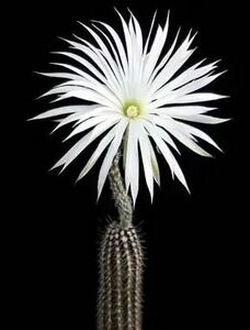 Echinopsis Mirabilis Flower Of Prayer エキノプシス ミラビリス 輸入株 白花芳香サボテン 抜き苗は送料込 アルゼンチン原産