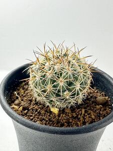 Coryphantha cornifera コリファンタ 獅子奮迅 原産地メキシコ 実生株 抜き苗は送料込 選抜株 サボテン 美株