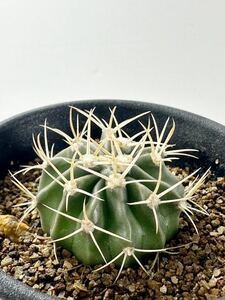 Echinocactus texensis (SB385) FN付 実生株 エキノカクタス 綾波 テキセンシス 抜き苗は送料込　サボテン 紅鷹Guthrie Tx, wide flat stem