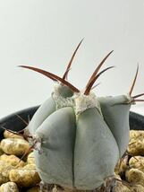 Echinocactus platyacanthus (DJF625) FN付き実生株 青白肌 Galeana, NL レア 抜き苗は送料込◎メキシコ原産 エキノカクタス 巌_画像3