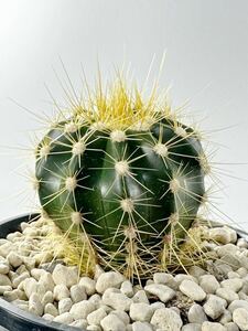 Coleocephalocereus aureus subs. brevicylindricus 輸入株 希少種 レア 美花サボテン メロカクタス 花座 コレオセファロセレウス