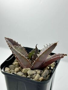 特選 アガベ チタノタ Agave titanota FO-076 EU 輸入株 発根済 メキシコ原産 抜き苗送料無料 検s.a.dシーザー 白鯨