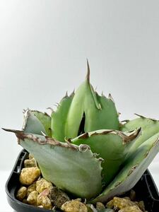 アガベ チタノタ Agave titanota FO-076 EU 太葉太刺輸入株 fat spin compact 発根済 メキシコ原産 抜き苗送料無料 検s.a.dシーザー 白鯨