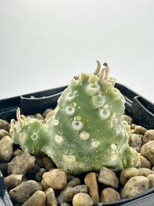 ドルステニア ラブラニー Dorstenia lavrani ソマリア 原産 実生株 抜き苗は送料込 塊根植物