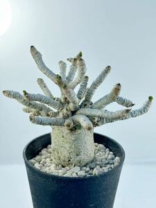 アデニウム アラビカム 獅子葉 D.H.A（Dorset Horn Adenium）希少 塊根植物 輸入 実生株 厳選株 美種カール葉 コーデックス セレクト美株