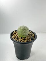 プセウドリトス ミグイルティヌス pseudolithos migiurtinus ソマリア産球形ガガイモ 抜き苗は送料込◎珍奇 スタペリア_画像4