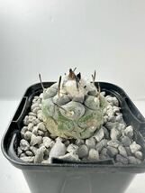 Turbinicarpus jauernigii ツルビニカルプス ハウエルニギー 実生株 抜き苗は送料込 ツルビニ サボテン 開花株_画像2