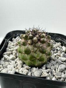 コピアポア シネレア 黒王丸 Copiapoa cinerea v. cinerea 実生株 抜き苗は送料込 アタカマ原産 南米サボテン