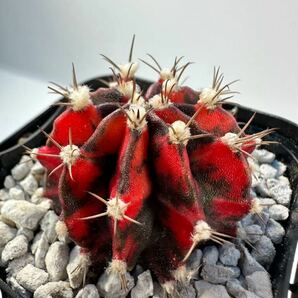 ギムノカリキウム ミハノビッチ Gymnocalycium mihanovichii v.friedrichi 実生選抜株 希少 新改良種 抜き苗は送料込 サボテン 斑入りの画像3