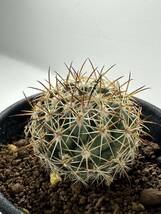 Coryphantha cornifera コリファンタ 獅子奮迅 原産地メキシコ 実生株 抜き苗は送料込 選抜株 サボテン 美株_画像6