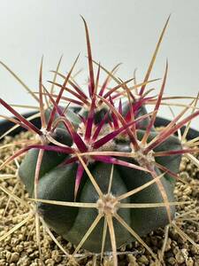 フェロカクタス 旋風玉 Ferocactus cylindraceus var.tortulospinus メキシコ 鯱頭変種 抜き苗送料無料 実生選抜株　神仙玉 ドライガーデン