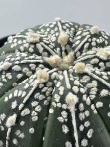 Astrophytum asterias super kabuto アストロフィツムスーパー兜 実生株 抜き苗は送料込 サボテン ランポー 美株