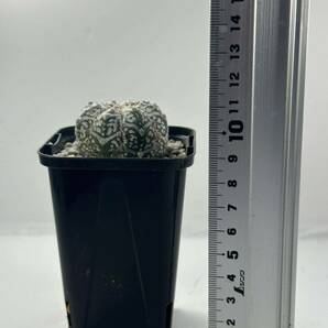 Astrophytum asterias V type アストロフィツム スーパー兜 V 実生株 抜き苗は送料込 サボテン ランポー 美種の画像10