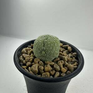 プセウドリトス ミグイルティヌス pseudolithos migiurtinus ソマリア産球形ガガイモ 抜き苗は送料込◎珍奇 スタペリアの画像7