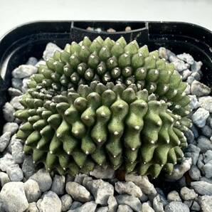 gymnocalycium monstrose ギムノカリキウム 綴化 実生選抜 輸入株 抜き苗は送料込 珍品 希少 サボテンの画像2