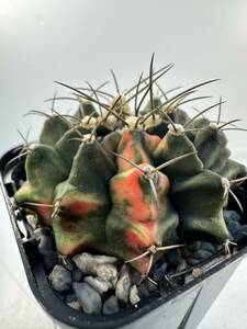 ギムノカリキウム ミハノビッチ Gymnocalycium mihanovichii v.friedrichi 実生選抜株 希少 改良種　抜き苗は送料込 サボテン斑入り