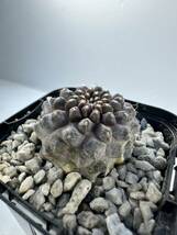 Copiapoa Tenuissima コピアポア テヌイシマ 選抜株 パープルスキン 輸入株 抜き苗は送料込_画像5