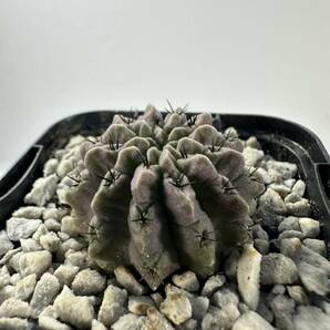 Eriosyce crispa エリオシケ クリスパ 濃紫 褐色肌 実生 南米原産 サボテン 抜き苗は送料込 美種 黒刺の画像7