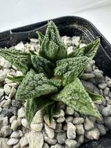 Ariocarpus fissuratus アリオカルプス フィスラータス 亀甲牡丹 メキシコ原産 抜き苗送料無料 検 ボタン 塊根 サボテン 実生_画像5