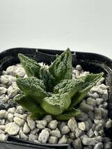 Ariocarpus fissuratus アリオカルプス フィスラータス 亀甲牡丹 メキシコ原産 抜き苗送料無料 検 ボタン 塊根 サボテン 実生_画像1