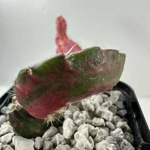 hylocalycium chimera variegated 斑入り 輸入 抜き苗は送料込 珍品 サボテンの画像5