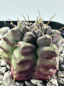 Gymnocalycium mihanovichii Mulberry 実生 輸入株　レア 抜き苗は送料込 サボテン