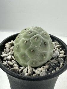 テフロカクタス ゲオメトリクス 棘無し Tephrocactus geometricus inermis. 南米カタマルカ州原産 輸入株 抜き苗は送料込 選抜株