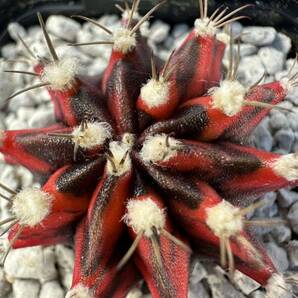 ギムノカリキウム ミハノビッチ Gymnocalycium mihanovichii v.friedrichi 実生選抜株 希少 新改良種 抜き苗は送料込 サボテン 斑入りの画像4