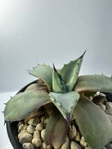 アガベ アプラナータ Agave applanata 孫悟空 メリコ 抜き苗は送料込 小型 矮性 メキシコ原産_画像7