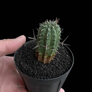 Euphorbia stellispina★★ユーフォルビア ステリスピナ 群星冠 サボテン 多肉植物 塊根植物 ユーフォルビア オベサ バリダ